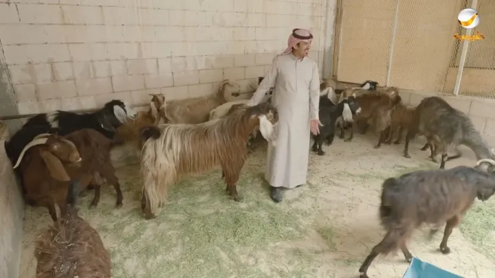 الحلقة 16
